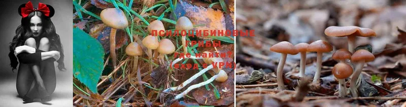 магазин продажи наркотиков  Новоалександровск  Псилоцибиновые грибы MAGIC MUSHROOMS 